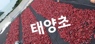 고추농사 정 미라님의 자유주제 · 자유게시판 작성글 사진