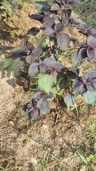 이천용님의 자유주제 · 자유게시판 작성글 사진