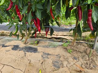 藝園님의 고추 · 병해충상담 작성글 사진