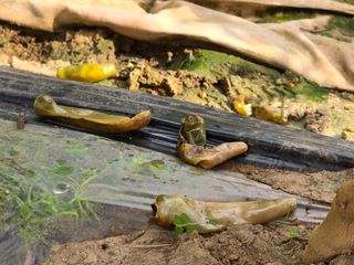 藝園님의 고추 · 병해충상담 작성글 사진