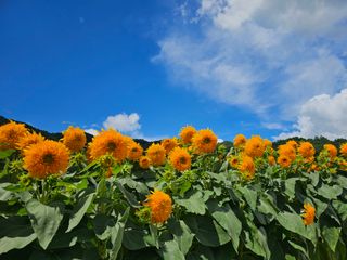 이동순님의 자유주제 · 자유게시판 작성글 사진