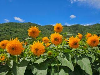 이동순님의 자유주제 · 자유게시판 작성글 사진