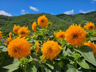 이동순님의 자유주제 · 자유게시판 작성글 사진