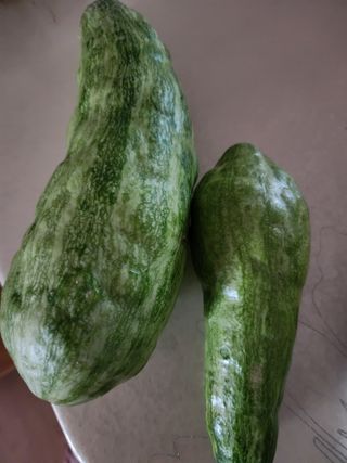 송학님의 호박 · 병해충상담 작성글 사진