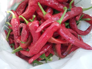 설진완님의 고추 · 영농일지 작성글 사진