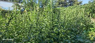 김윤철님의 나의 농사 애장품을 자랑해요 · 참여글 작성글 사진