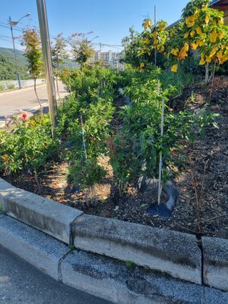 김용대님의 자유주제 · 자유게시판 작성글 사진