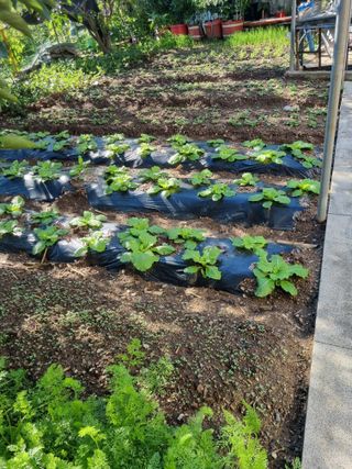 김용대님의 자유주제 · 자유게시판 작성글 사진