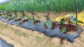 이서구님의 나의 농사 애장품을 자랑해요 · 참여글 작성글 사진