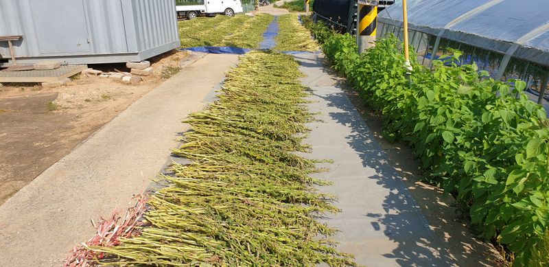 잡곡류님의 장터 판매 상품 [햇 참깨(판매완료)] 첨부 사진