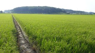 똘똘이2님의 벼 · 영농일지 작성글 사진