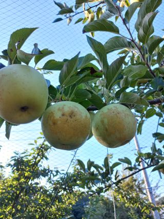 심무재 님의 사과 · 병해충상담 작성글 사진