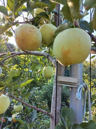 심무재 님의 사과 · 병해충상담 작성글 사진
