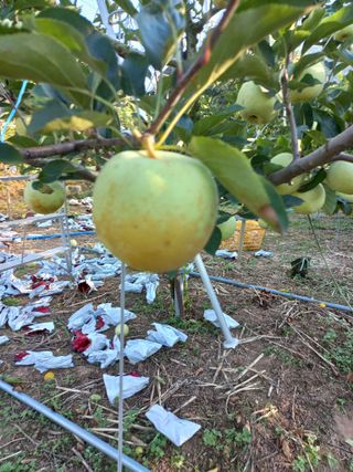 심무재 님의 사과 · 병해충상담 작성글 사진