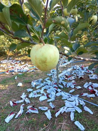 심무재 님의 사과 · 병해충상담 작성글 사진