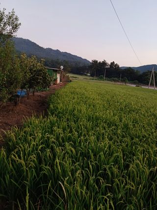 결단이님의 벼 · 영농일지 작성글 사진