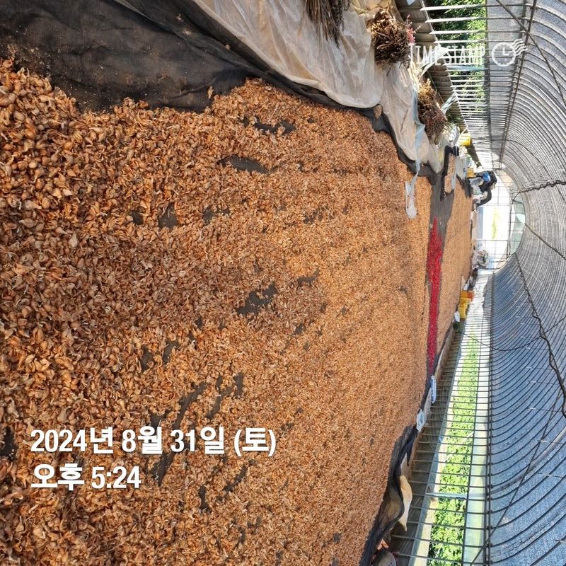 장터 상품 [2024년 쪽파. 완료] 썸네일