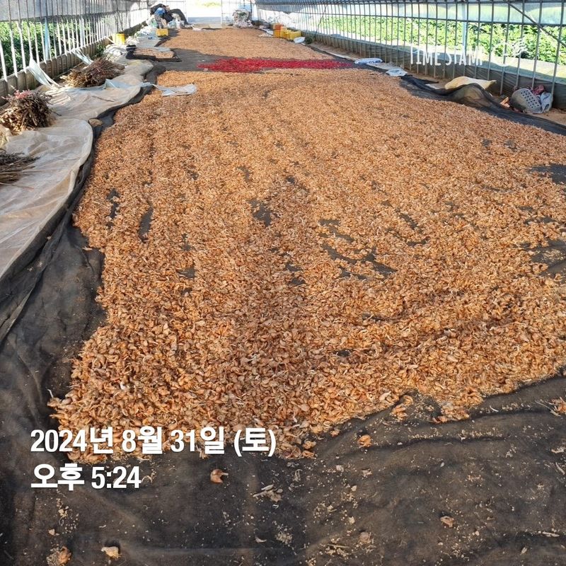 민들레님의 장터 판매 상품 [2024년 쪽파. 완료] 첨부 사진