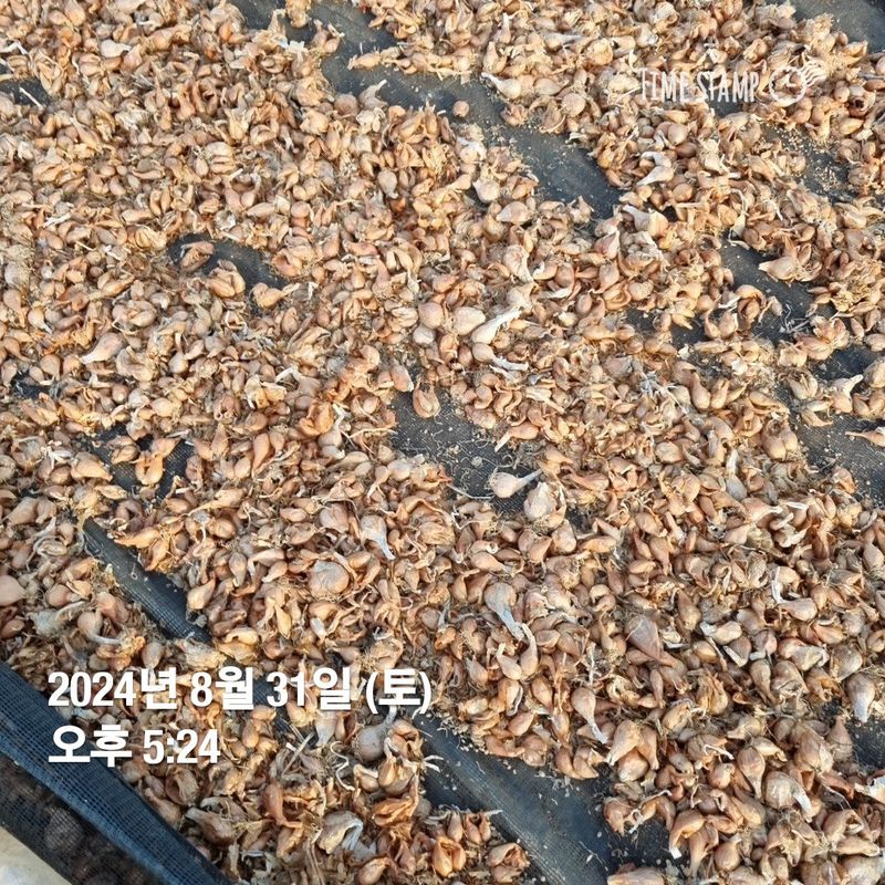 민들레님의 장터 판매 상품 [2024년 쪽파. 완료] 첨부 사진