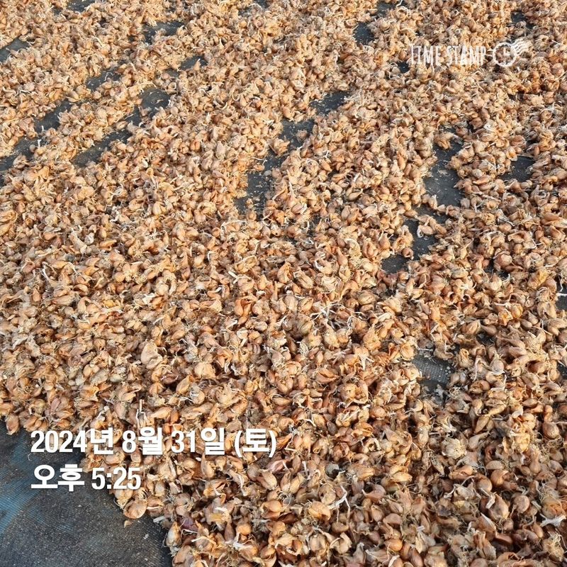 민들레님의 장터 판매 상품 [2024년 쪽파. 완료] 첨부 사진