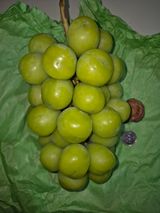 팜모닝 포도·영농일지 게시글 이미지