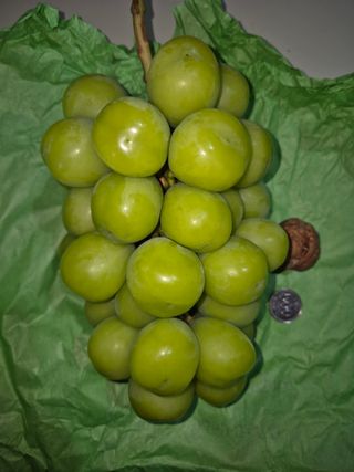 예비 초보농부님의 포도 · 영농일지 작성글 사진