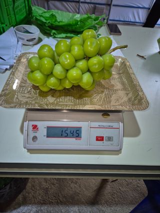 예비 초보농부님의 포도 · 영농일지 작성글 사진