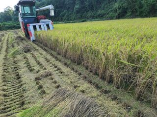 강기동님의 벼 · 영농일지 작성글 사진