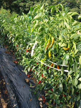 보리수농장최해두입니님의 나의 농사 애장품을 자랑해요 · 참여글 작성글 사진