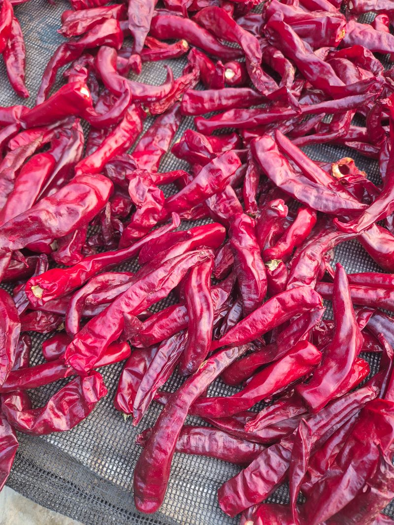 장터 상품 [24년 세척고추입니다] 썸네일