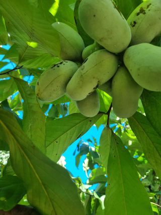 김현숙 블루베리 작두콩님의 기타작물 · 영농일지 작성글 사진