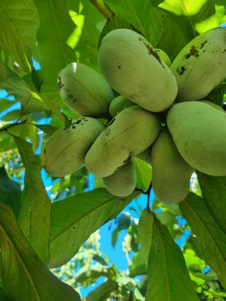 김현숙 블루베리 작두콩님의 기타작물 · 영농일지 작성글 사진