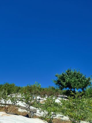 김현숙 블루베리 작두콩님의 기타작물 · 영농일지 작성글 사진