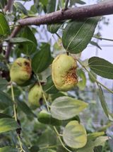 팜모닝 기타작물·병해충상담 게시글 이미지