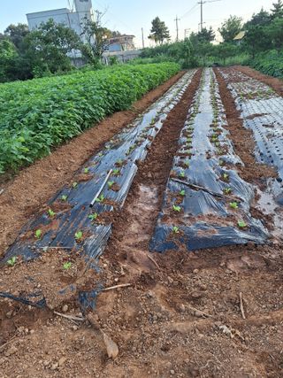 호박 정정호님의 배추 · 영농일지 작성글 사진