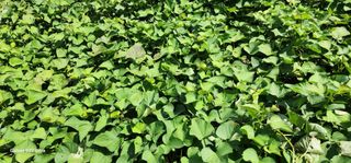 28 268 HQ님의 나의 농사 애장품을 자랑해요 · 참여글 작성글 사진