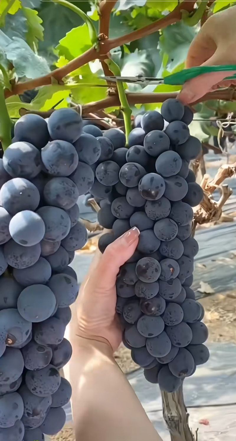 장터 상품 [메가블랙 포도 접목묘(50주이상 예약판매)] 썸네일