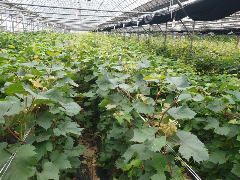 농업회사법인무지개주식회사님의 장터 판매 상품 [메가블랙 포도 접목묘(50주이상 예약판매)] 첨부 사진