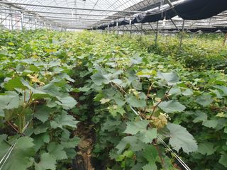 농업회사법인무지개주식회사님의 작성글 사진