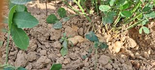 박상춘님의 기타작물 · 영농일지 작성글 사진