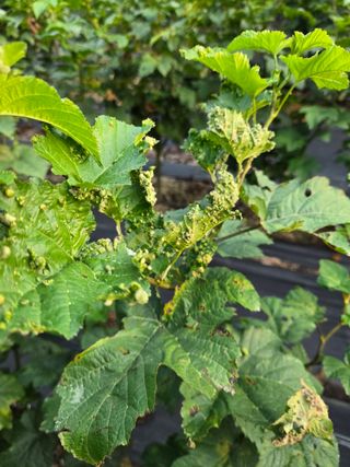 우림님의 딸기 · 병해충상담 작성글 사진