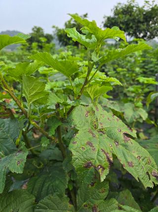 우림님의 딸기 · 병해충상담 작성글 사진