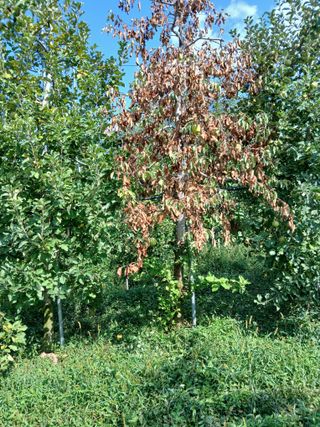 조엘라님의 농사, 무엇이든 물어보세요! · 참여글 작성글 사진