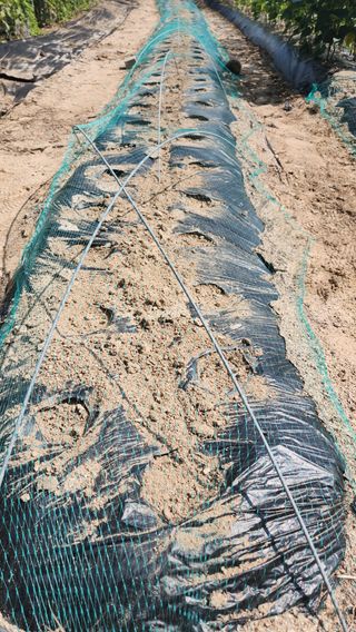 정산님의 기타작물 · 영농일지 작성글 사진