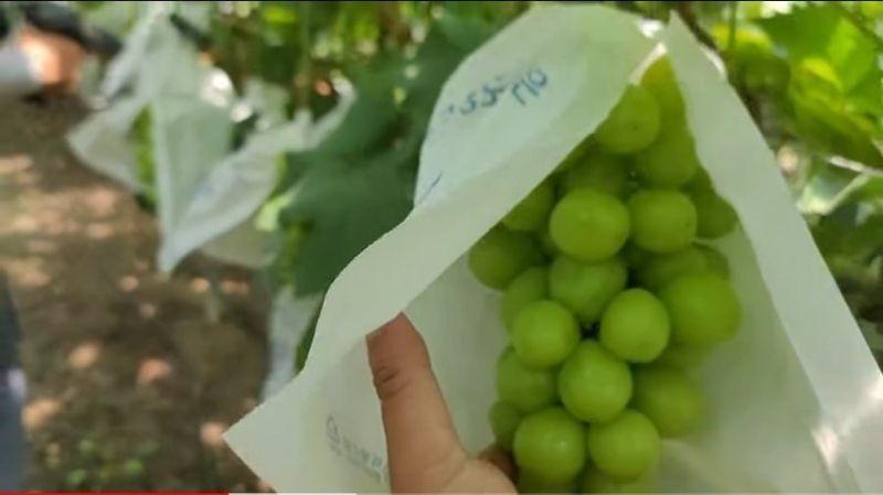 사랑꽃농장님의 장터 판매 상품 [상품)샤인머스켓 2kg3수] 첨부 사진