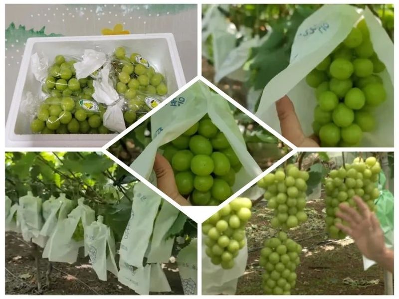 사랑꽃농장님의 장터 판매 상품 [상품)샤인머스켓 2kg3수] 첨부 사진