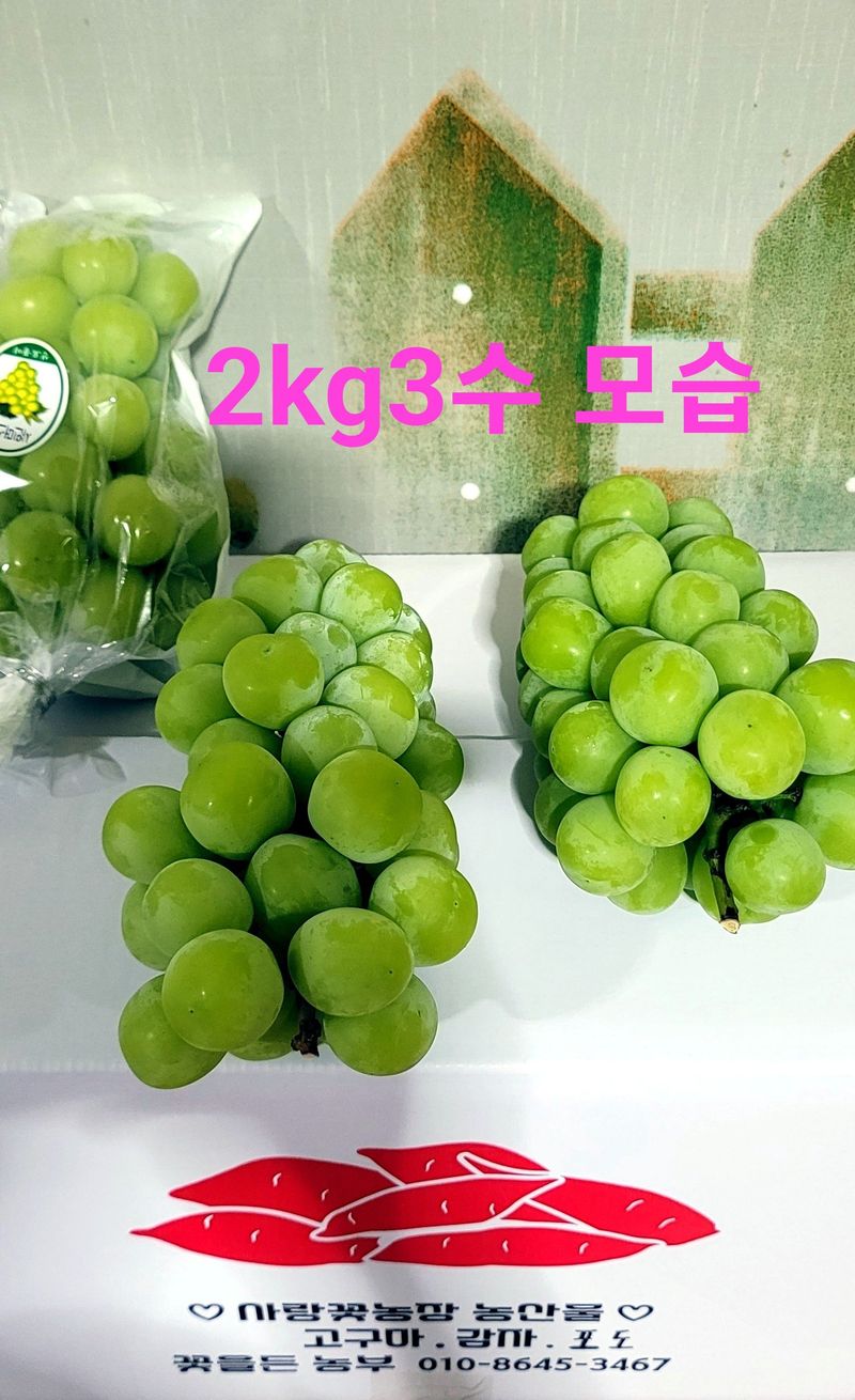 사랑꽃농장님의 장터 판매 상품 [상품)샤인머스켓 2kg3수] 첨부 사진