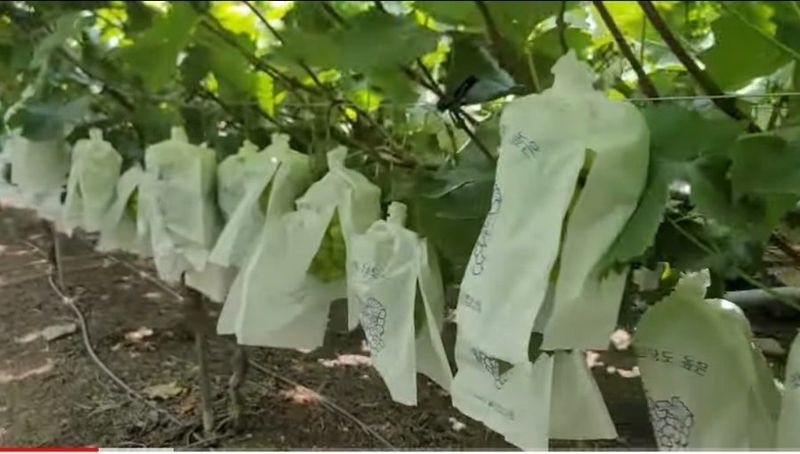 사랑꽃농장님의 장터 판매 상품 [상품)샤인머스켓 2kg3수] 첨부 사진