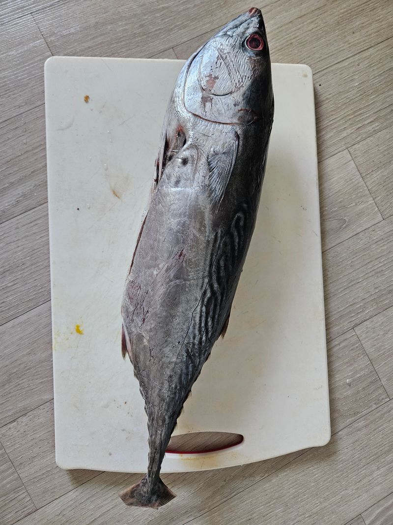 장터 상품 [참치(참다랑어 1마리, 블루핀투나, Bluepin Tuna)1.5kg] 썸네일
