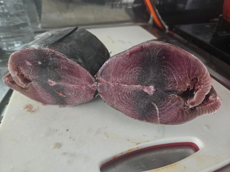 김진국님의 장터 판매 상품 [참치(참다랑어 1마리, 블루핀투나, Bluepin Tuna)1.5kg] 첨부 사진